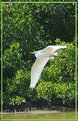 Picture Title - Egret in flight