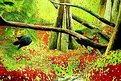 Picture Title - My colorful world