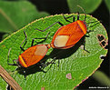 Picture Title - .:: Bugs in Love ::.