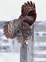 Picture Title - great gray owl landing