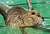 Nutria
