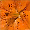 Picture Title - Flower 2