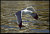 Seagull