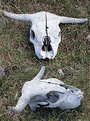 Picture Title - Bull Skull