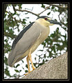 Picture Title - Night Heron