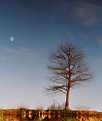 Picture Title - water moon tree