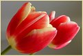 Picture Title - Easter Tulips