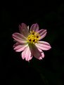 Picture Title - A flower in darkness