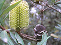 Picture Title - Yellow Banksia