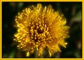 Picture Title - first dandelion of the year