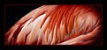 Picture Title - Colorfull feathers