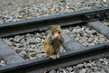 Picture Title - Cute Monkey on railway track