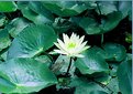 Picture Title - Lotus