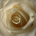 Picture Title - White Rose II