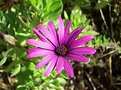 Picture Title - Purple flower