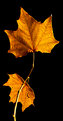 Picture Title - Yellow Leaf at Night