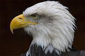 Picture Title -  Bald Eagle