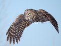 Picture Title - owl on the wing