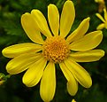 Picture Title - euryops pectinatus