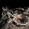 Picture Title - Oyster with Pearl