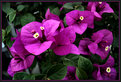 Picture Title - Bougainvilleas 2005