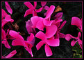 Picture Title - Pink Pinwheels