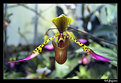 Picture Title - Orchid II