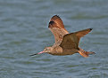 Picture Title - Marbled Godwit