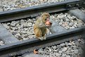 Picture Title - Cute Monkey on railway track