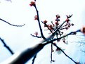 Picture Title - ume