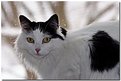 Picture Title - american cat