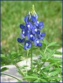 Picture Title - Bonnet of Blue