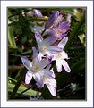 Picture Title - Wild Hyacinth