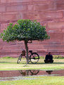 Picture Title - sheltering tree