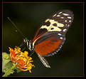Picture Title - Mainau Butterfly