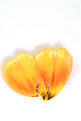 Picture Title - Colour of Spring - Tulip Petals.