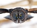 Picture Title - incoming owl