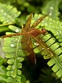 Picture Title - Dragonfly takes a bath on rainy day