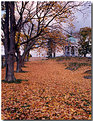 Picture Title - Golden Leaves at Antietam
