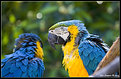 Picture Title - Macaw II