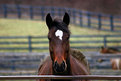 Picture Title - In The Pasture