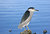 Black-Crowned Night Heron