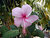 pink : my favourite colour
