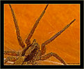 Picture Title - Arachnid