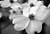 Dogwood