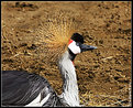 Picture Title - East African Crowned Crane