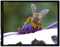 Picture Title - Flower and Bee