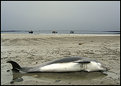Picture Title - dead dolphin at Boulmer