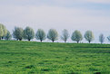 Picture Title -  Green Pasture and blooming Trees.
