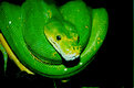 Picture Title - Green Tree Python